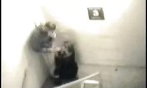 شهوانی و سکس باحجاب ها نوار زن